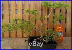 Large Dwarf Black Olive pre Bonsai Tree