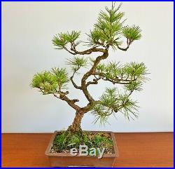 Large Japanese Black Pine (Pinus thunbergii) Bonsai In An Unglazed Japanese Pot