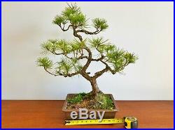 Large Japanese Black Pine (Pinus thunbergii) Bonsai In An Unglazed Japanese Pot