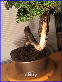 Large Juniper Species Bonsai Mature And Unique Trunk Nice Pot