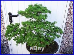 Large Larch Bonsai Tree 19