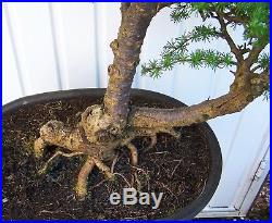 Large Larch Bonsai Tree 19