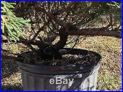 Large Old Parsoni Juniper PRE Bonsai Tree