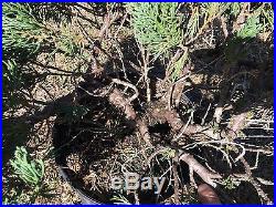 Large Old Parsoni Juniper PRE Bonsai Tree