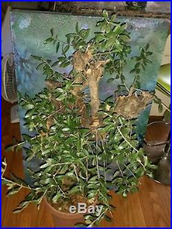 Large Pre Bonsai Style Yamadori OLIVE TREE Olea Europaea'Mission' 38 Tall