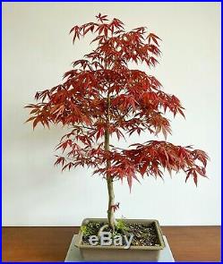 Large Red Acer Palmatum Oshio Beni Specimen Bonsai