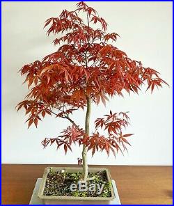 Large Red Acer Palmatum Oshio Beni Specimen Bonsai