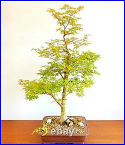 Large Specimen Japanese Acer Palmatum Shindeshojo in a nice unglazed pot