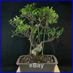Large Taiwanese Ficus Bonsai Tree Tiger Bark # 1099