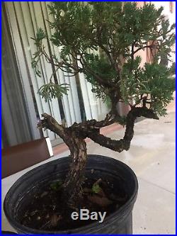 Large Trunk Juniper Pre Bonsai procumbens nana #3