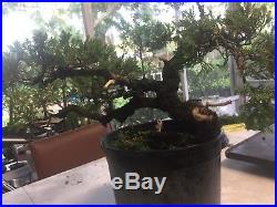 Large Trunk Juniper Pre Bonsai procumbens nana #6