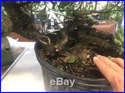 Large Trunk Juniper Pre Bonsai procumbens nana #8