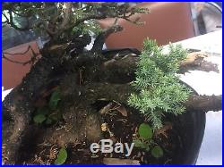 Large Trunk Juniper Pre Bonsai procumbens nana #8