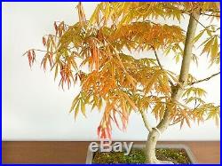 Large Very Rare Acer Palmatum Shiraname Specimen Bonsai
