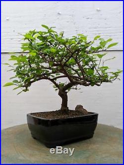 Lavender Star Bonsai Tree