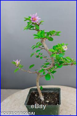 Lavender star flower bonsai tree / long blooming season/strong growth / 4 pot