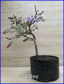 Light Pastel Purple Wisteria Flowering Pre Bonsai Tree Fragrant Thick Trunk HTF