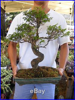 Ligustrum Bonsai Tree A Flowering Bonsai Trunk 1 inch diameter