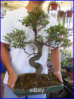 Ligustrum Bonsai Tree A Flowering Bonsai Trunk 1 inch diameter