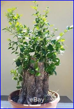 Ligustrum Texanum Flowering Bonsai Tree, Sale