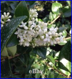 Ligustrum Texanum Flowering Bonsai Tree, Sale