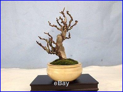 Liquidambar Specimen Shohin Bonsai Tree Like Japanese or Trident Maples