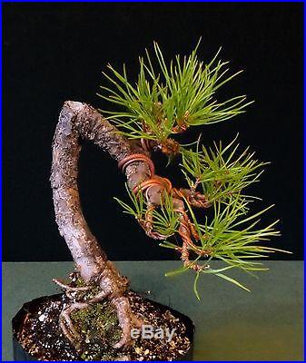Literati Shohin Scots Pine Bonsai