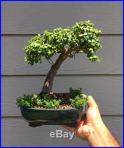 Little Jade Bonsai Tree Portulacaria Afra Succulent Dwarf Jade