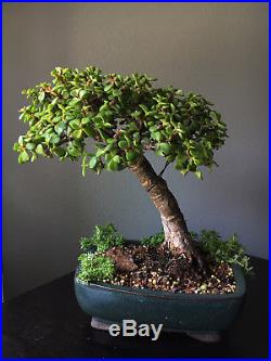 Little Jade Bonsai Tree Portulacaria Afra Succulent Dwarf Jade