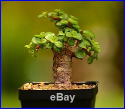 Little Jade Bonsai tree CORK BARK Portulacaria afra Succulent bonsai Mame