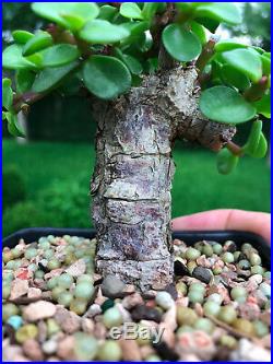 Little Jade Bonsai tree CORK BARK Portulacaria afra Succulent bonsai Mame