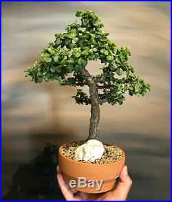 Little jade Bonsai Tree Portulacaria Afra 7.5 Years old FREE SHIPPING
