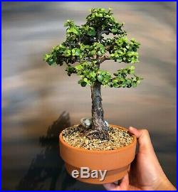 Little jade Bonsai Tree Portulacaria Afra 7.5 Years old FREE SHIPPING