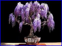 Live Bonsai Jacaranda Tree Flowering PreBonsai Specimin Blue Trumpet Blossoms