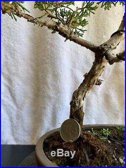 Live Bonsai Tree, Kishu Shimpaku Juniper