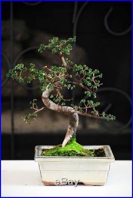 Live Chinese Elm Tree Bonsai nice size great value Gift