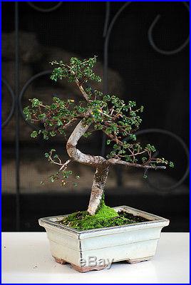 Live Chinese Elm Tree Bonsai nice size great value Gift