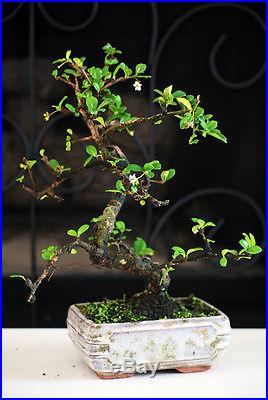 Live Fukien Tea Tree Bonsai nice size great value Gift