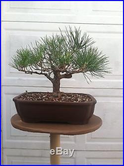 Live Japanese Black Pine Bonsai Tree With Pot