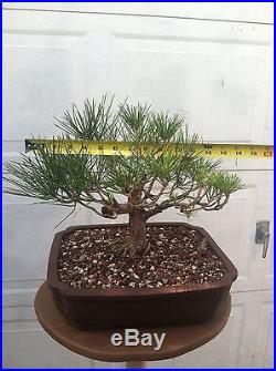 Live Japanese Black Pine Bonsai Tree With Pot