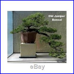 Live Japanese Juniper Bonsai Starter Tree 4 pot'Nana