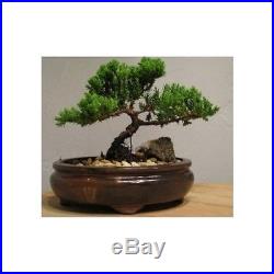 Live Juniper Tree Bonsai Best Gift