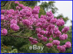 Live PreBonsai Pink Trumpet Tabebuia Tree Flowering Bonsai Specimin seedling