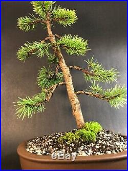 Lodgepole Pine Bonsai Tree 15-20 Years In Nice Unglazed Pot