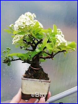 Lovely chunky pyracantha firethorn Shohin Bonsai Tree Garden flowering berries