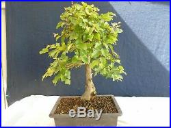 M104 Korean hornbeam iwashide (carpinus turczaninovii) bonsai