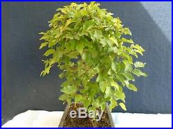 M104 Korean hornbeam iwashide (carpinus turczaninovii) bonsai