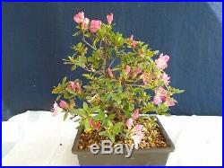 M106 Japanese Satsuki azalea (rhododendron indicum shusui) bonsai