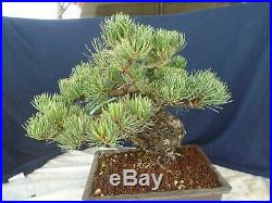 M112 Japanese white pine (pinus parviflora Miyajima) goyo matsu bonsai