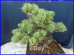 M112 Japanese white pine (pinus parviflora Miyajima) goyo matsu bonsai